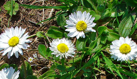 Bellis perennis